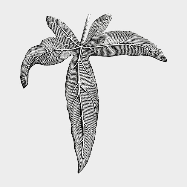 Vintage leaf illustration