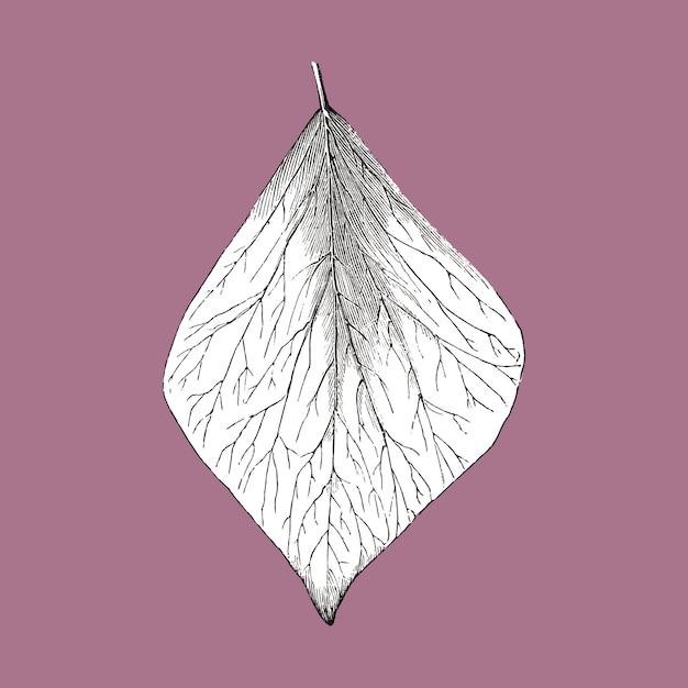 Free vector vintage leaf illustration