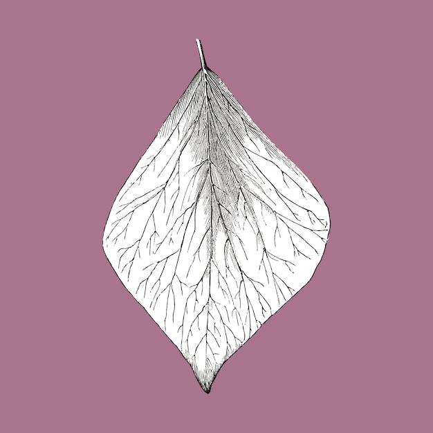 Vintage leaf illustration