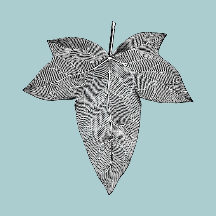 Free Vector vintage leaf illustration