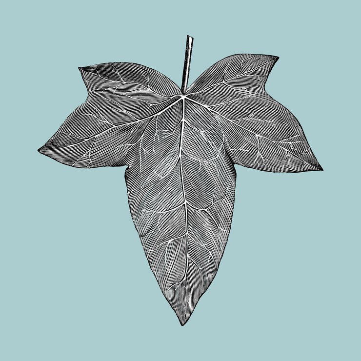 Free Vector vintage leaf illustration