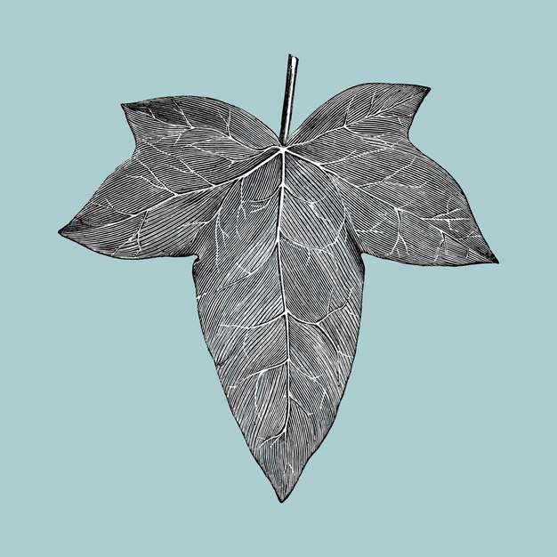 Vintage leaf illustration