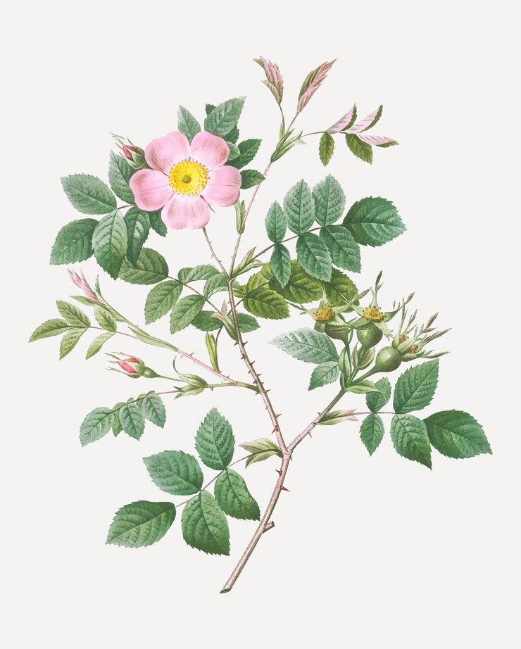 Free Vector vintage malmedy rose poster