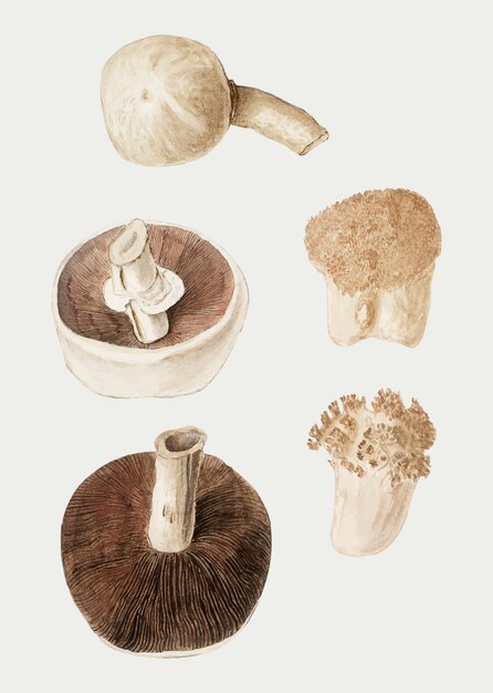 Урожай грибов разнообразие иллюстрации вектор