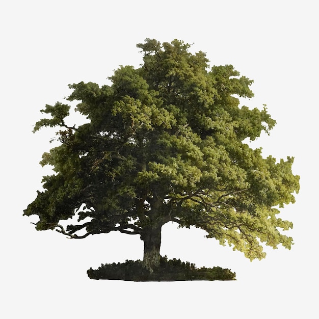 ヴィンテージのo treeの木のイラスト