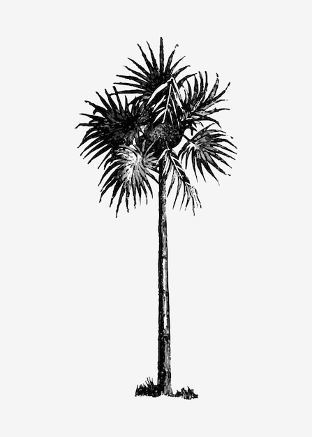 Vintage palm tree illustration