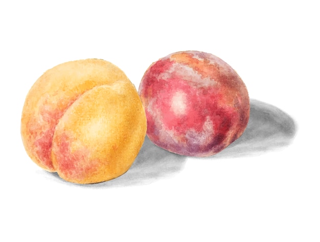 Free vector vintage peaches illustration