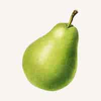 Free vector vintage pear illustration.