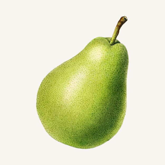 Vintage pear illustration.