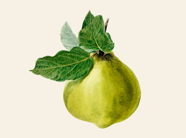 Vintage pear illustration