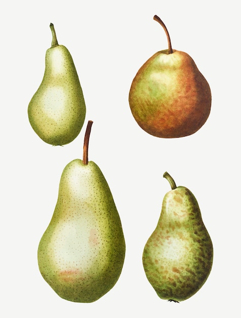 Vintage pear types drawing