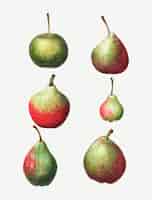 Free vector vintage pear types drawing