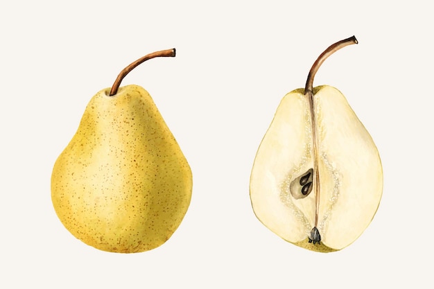 Vintage pears illustration . Digitally enhanced illustration from U.S. Department of Agriculture Pomological Watercolor Collection.
