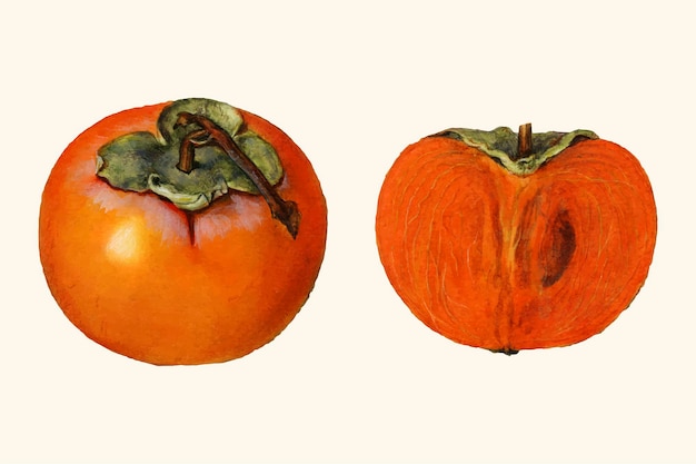 Free vector vintage persimmon illustration