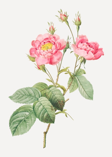 Урожай розовая роза постер