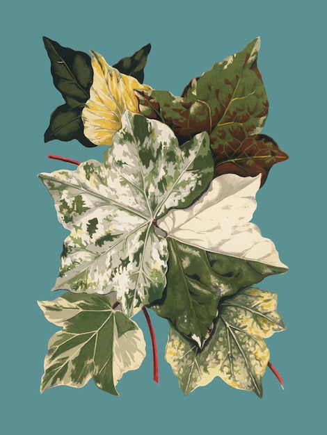 ヴィンテージ植物と葉のイラスト