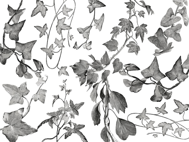 Vintage plants and leaves illustration