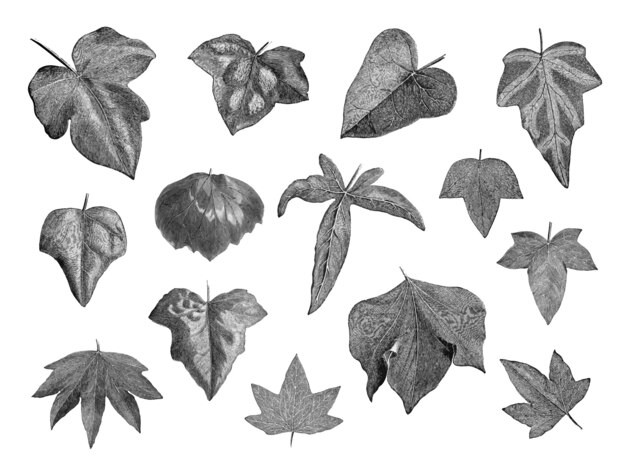 빈티지 식물과 나뭇잎 그림