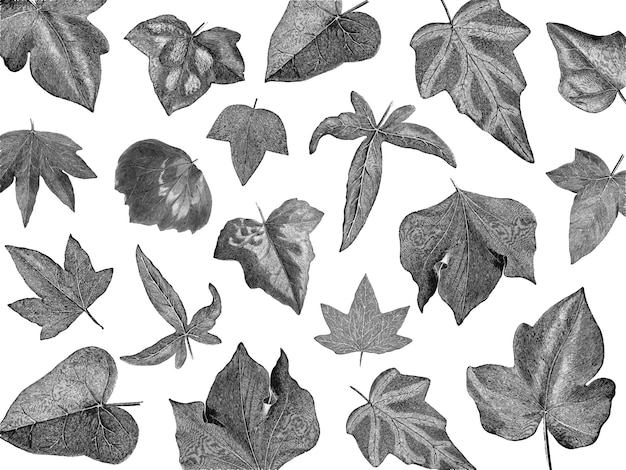 Vintage plants and leaves illustration