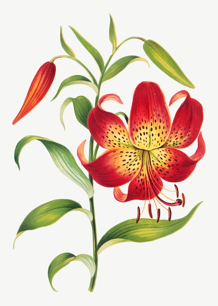 Vintage red lily flower botanical illustration, remix from artworks by L. Prang & Co.