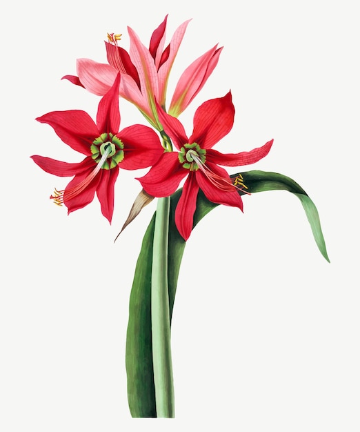 Vintage red lily flowers vector illustration, remix from artworks by De Gouy