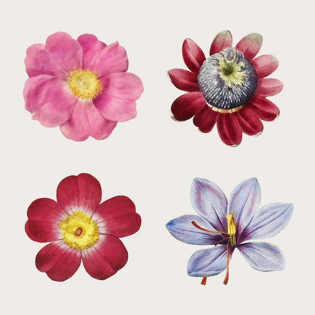Коллекция старинных роз и лилий