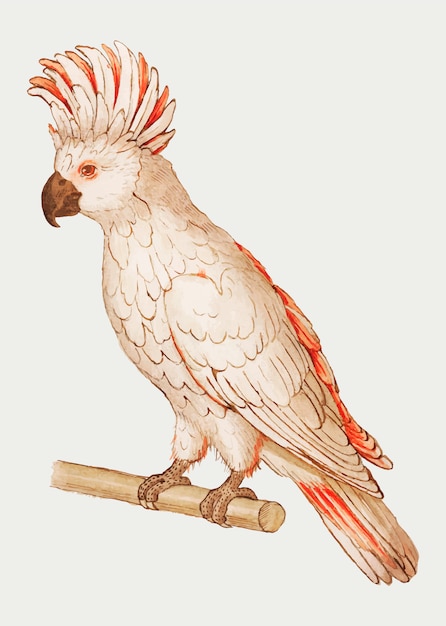 Vintage salmon crested cockatoo illustration