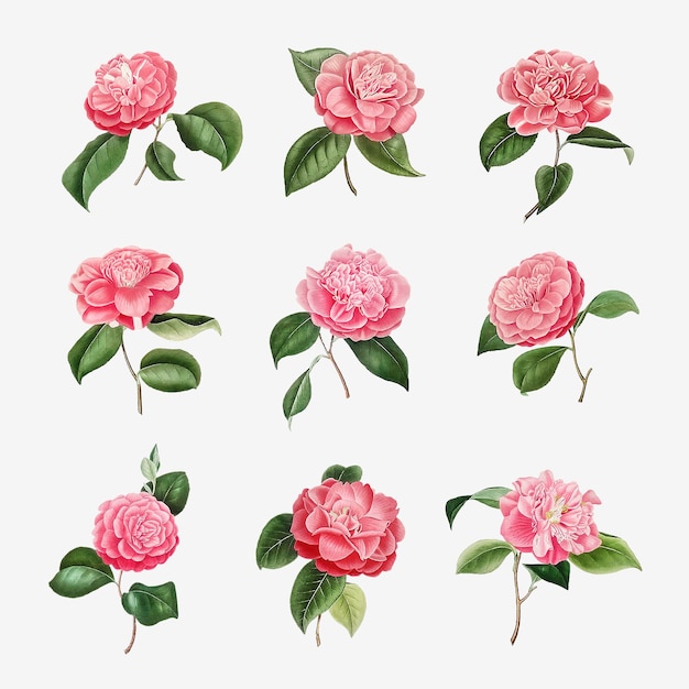 Vettore gratuito set vintage di fiori di camelia rosa