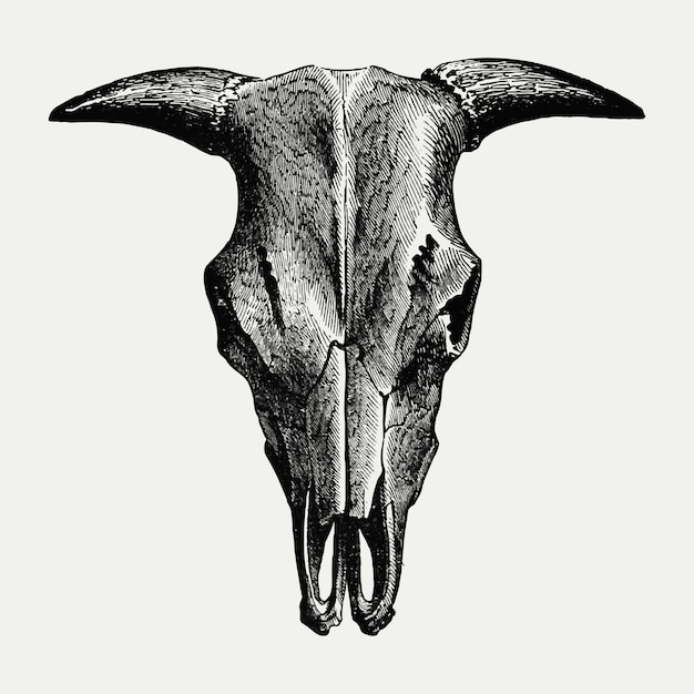 Винтажная овечья черепная иллюстрация