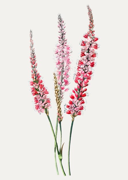 Vintage stem-clasping polygonum flower branch for decoration