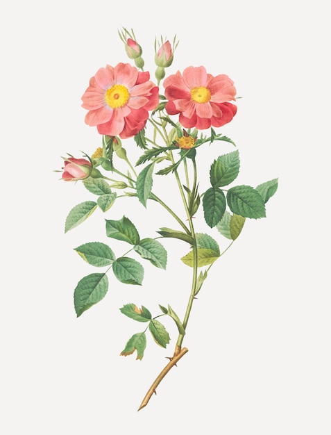 Бесплатное векторное изображение Винтажная открытка из роз