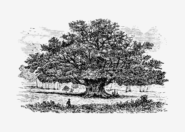 Vettore gratuito illustrazione albero d'epoca