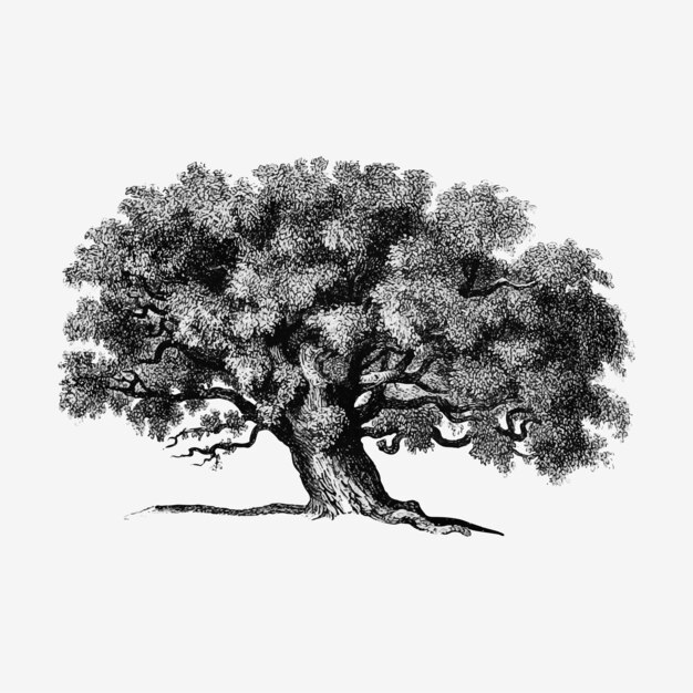 Vintage tree illustration