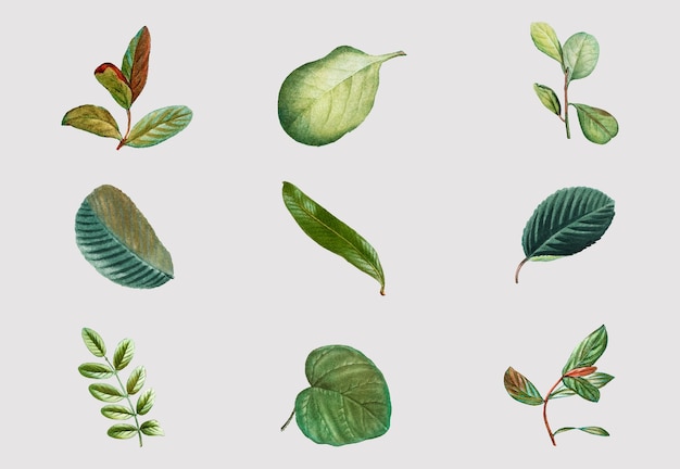 Free vector vintage tropical leaf vector set hand drawn foliage