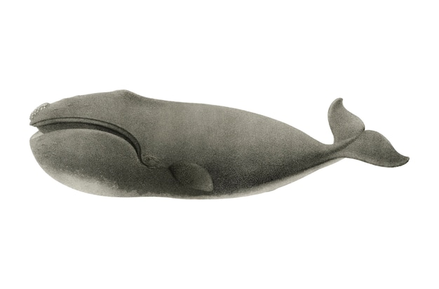 Винтажный кит