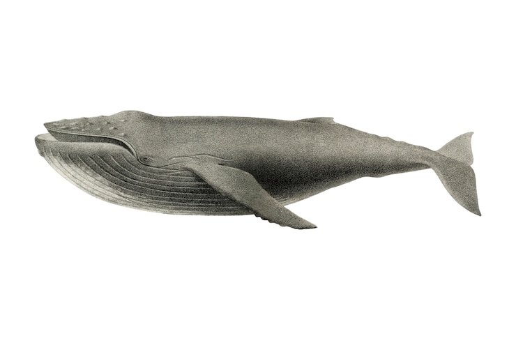 Free Vector vintage whale illustration