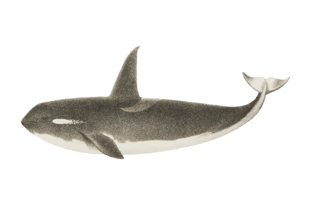Бесплатное векторное изображение Винтажный кит
