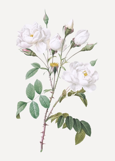 Урожай белая роза постер