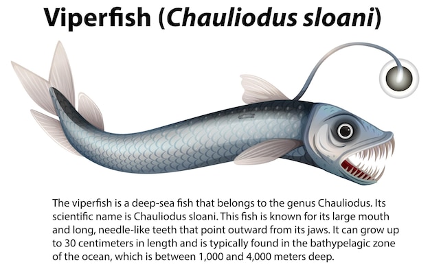 Бесплатное векторное изображение viperfish chauliodus sloani с информативным текстом