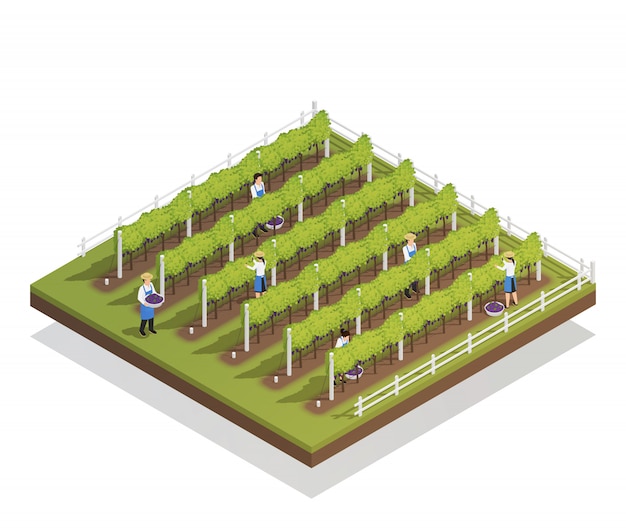 Free vector viticulture isometric composition