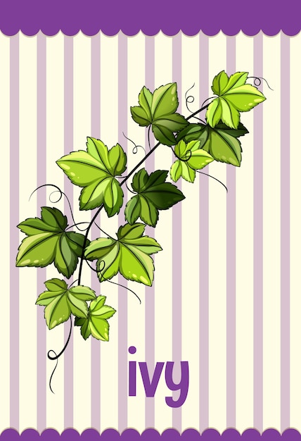 Flashcard di vocabolario con la parola ivy