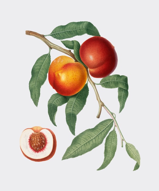 Free vector walnut peach from pomona italiana illustration