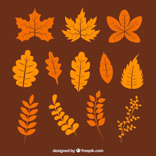 Warm collection of various autumn leaves