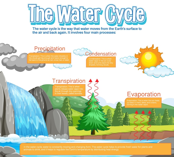 Free Vector the water cycle diagram for science education