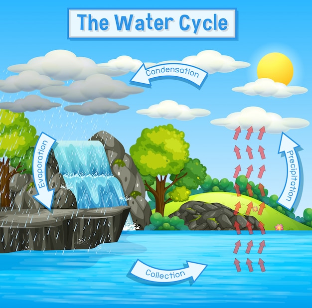 Water Cycle Diagram Shows The Water Cycle From Water