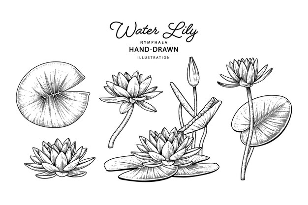 睡蓮の花手描き植物画 無料のベクター