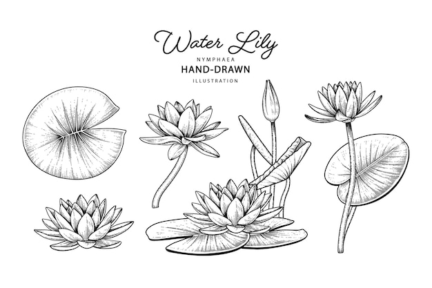 睡蓮の花手描き植物画 無料のベクター 睡蓮の花手描き植物画 無料のベクター