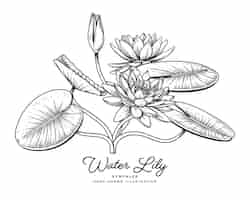 Free vector water lily flower hand drawn botanical illustrations.