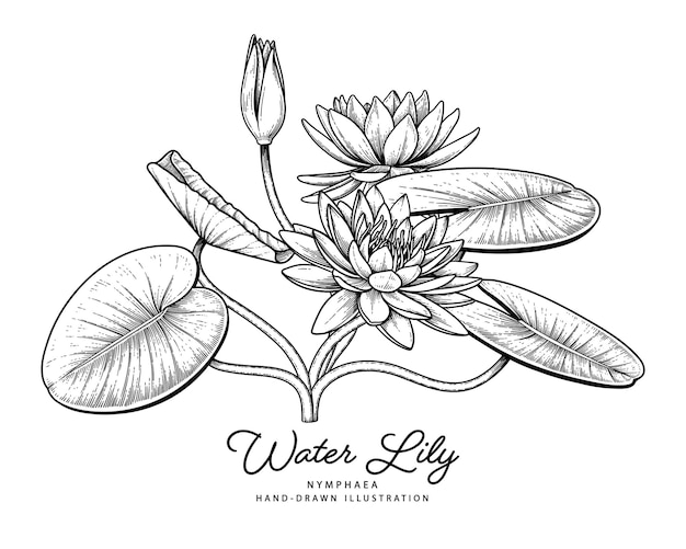 Water lily flower Hand Drawn Botanical Illustrations.