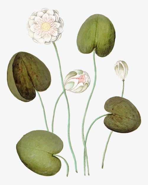 Free vector water lily in vintage style